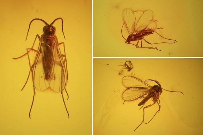 Three Detailed Fossil Flies (Diptera) In Baltic Amber #58142